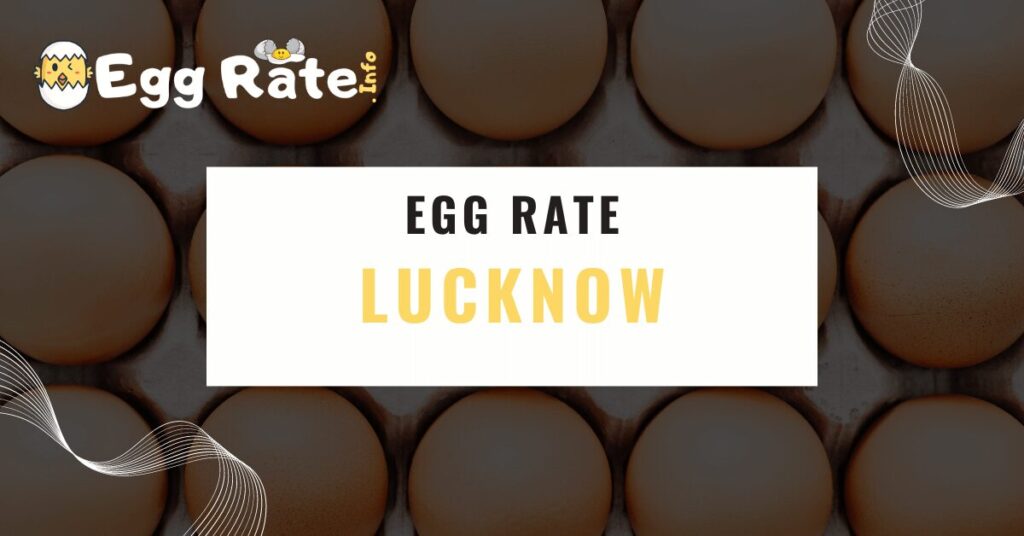 lucknow-egg-rate-egg-rate-info